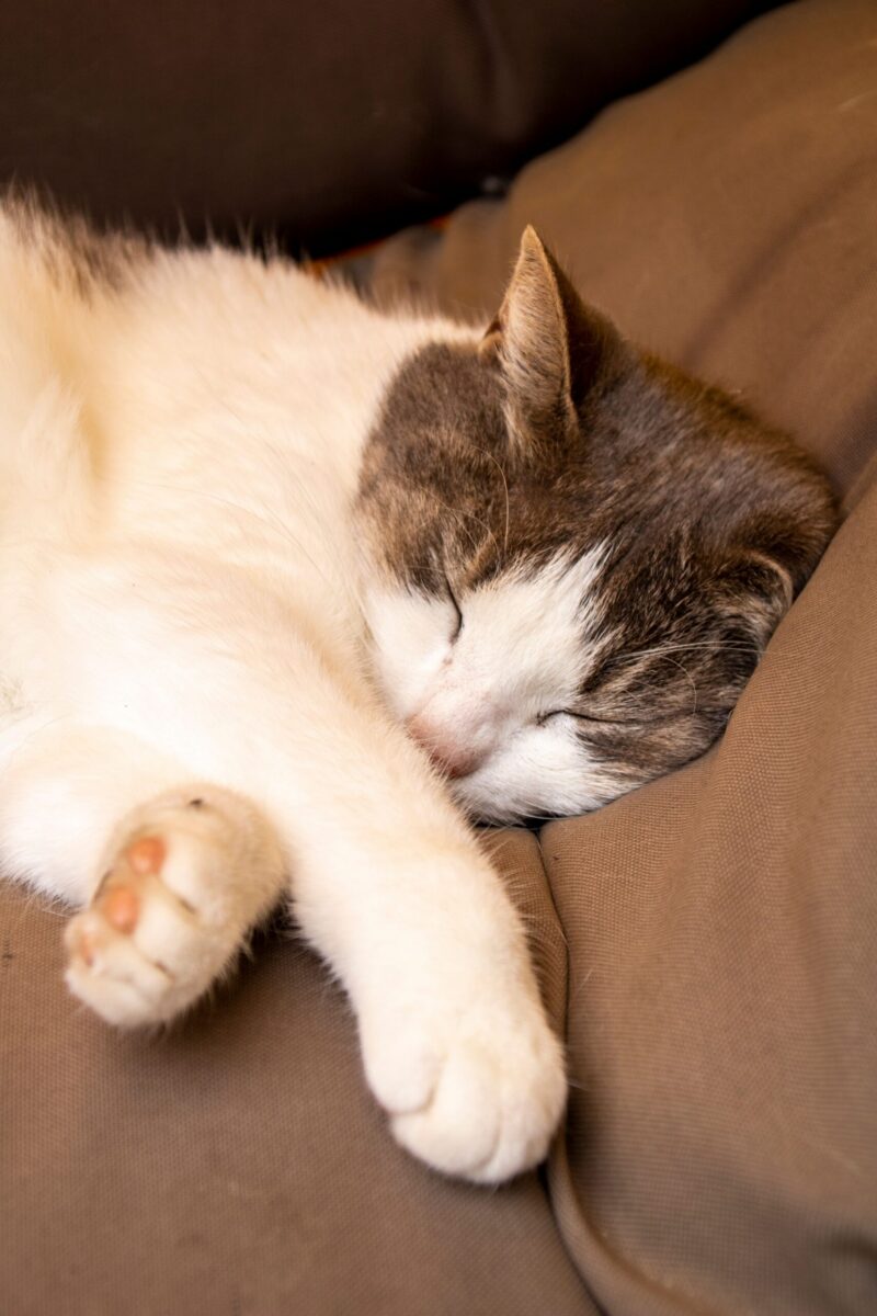 A cute cat sleeps soundly on a couch, capturing a tranquil and cozy moment indoors.