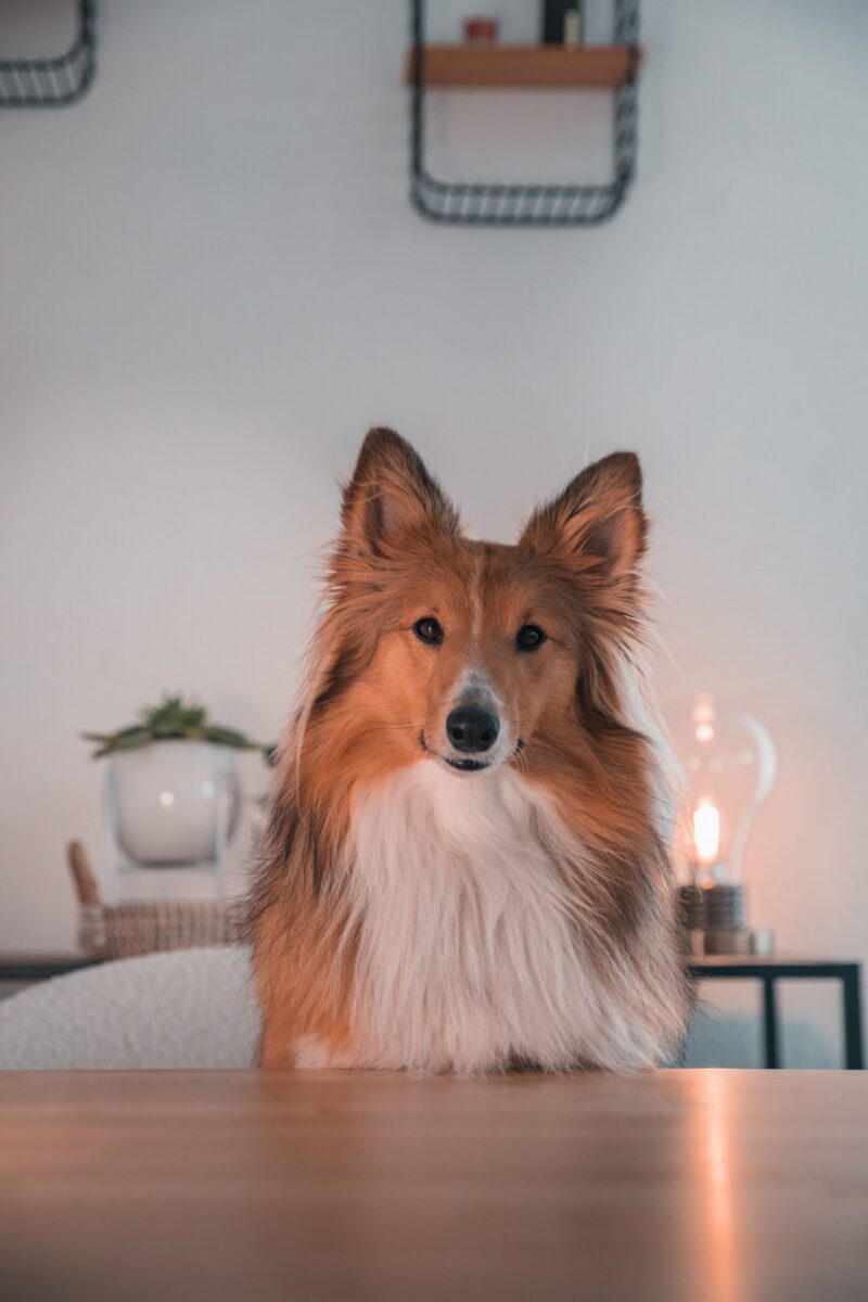 A Shetland Sheepdog sits at a table with warm, soft lighting in an indoor setting, Genève, Suisse.