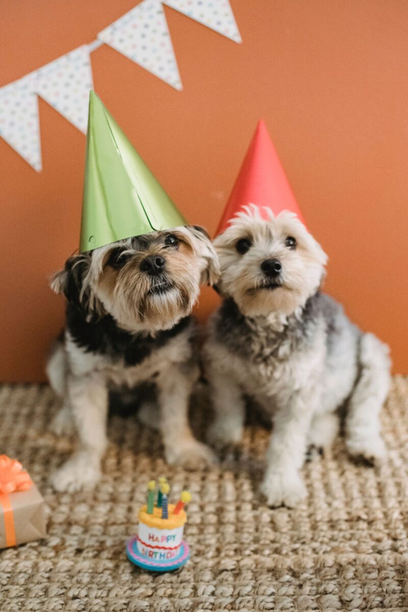 Attentive Yorkshire Terriers in festive outfits with box of present and toy plush birthday cake